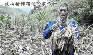 海南1村民被2米多长毒蛇咬死