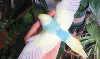 虎皮鹦鹉怎么养粘人