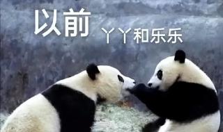 大熊猫丫丫回国进入倒计时